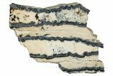 Mammoth Molar Slice With Case - South Carolina #350006-1